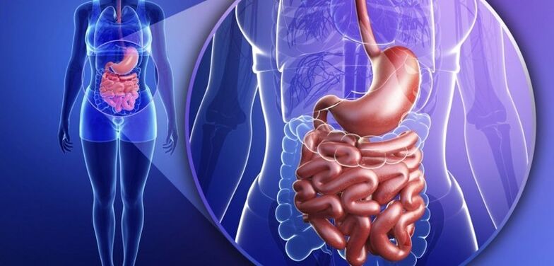 Il tratto dell'intestino di stomaco è umano