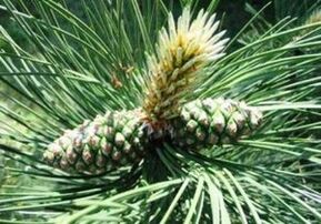 Kiefer per pulire il corpo dei parassiti