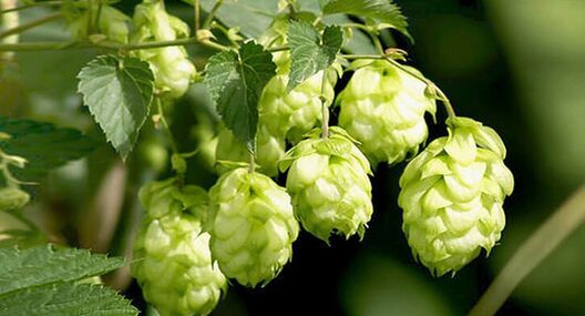 Luppolo – un rimedio contro i parassiti