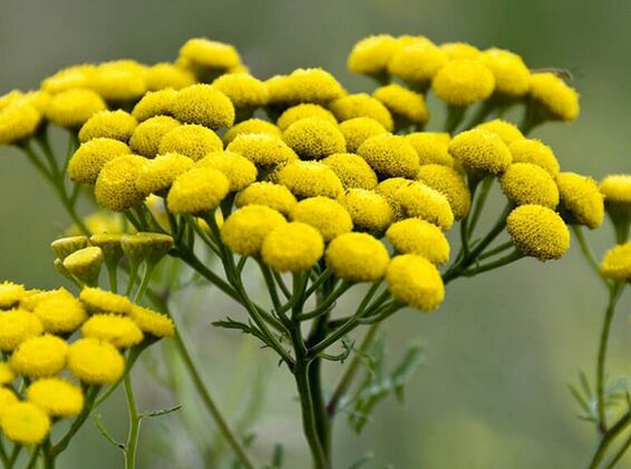 Tanaceto – un rimedio contro i parassiti